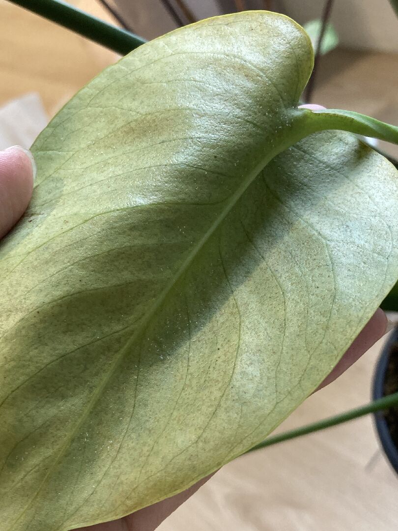 龜背芋其中一片葉子表面充滿凹洞