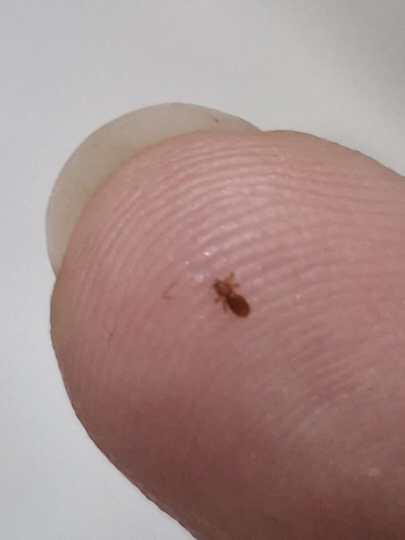 房間突然出現的蟲