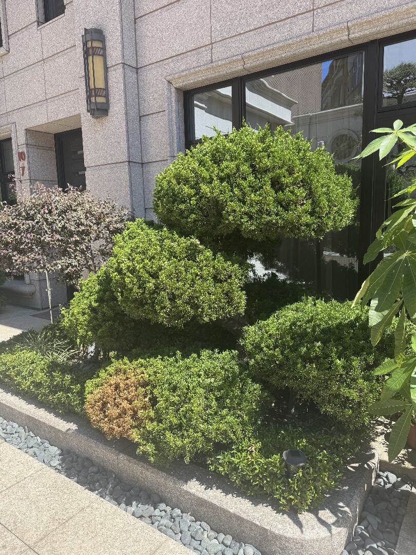 家裡門口的真柏變黃了，要怎麼處理