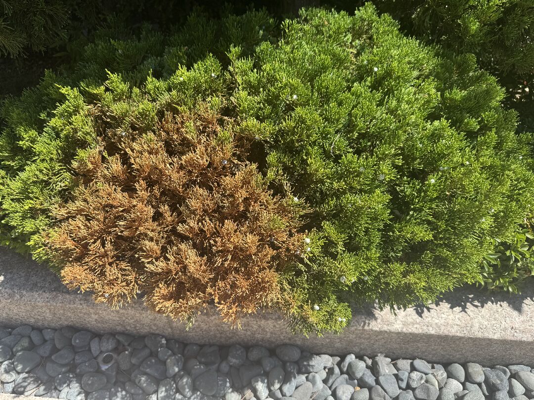 家裡門口的真柏變黃了，要怎麼處理
