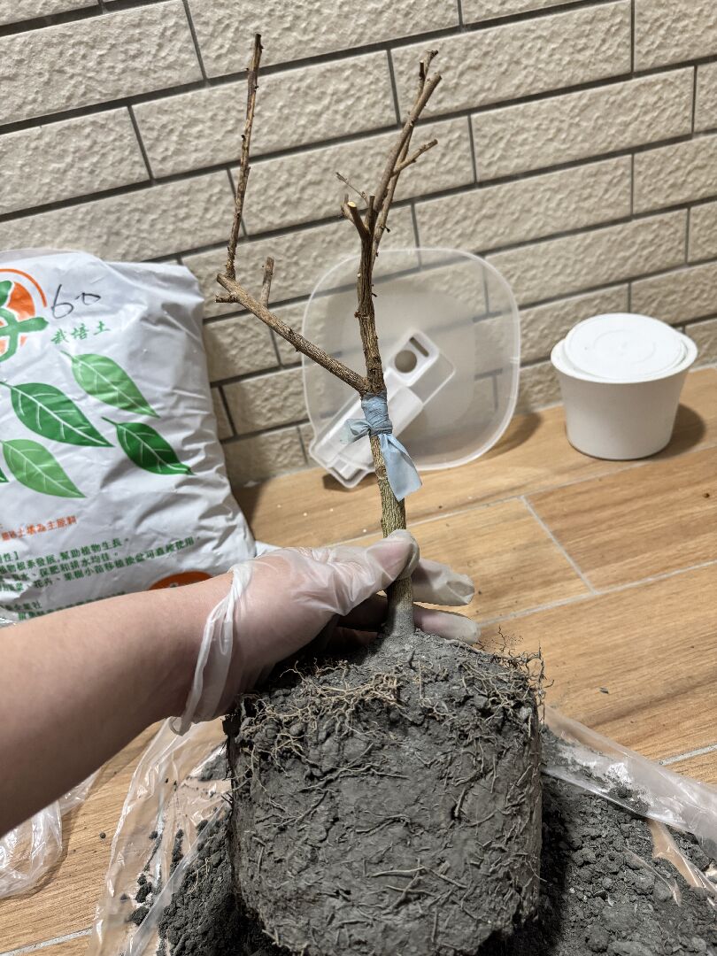 金棗盆栽澆太多水悶根，還能活嗎？