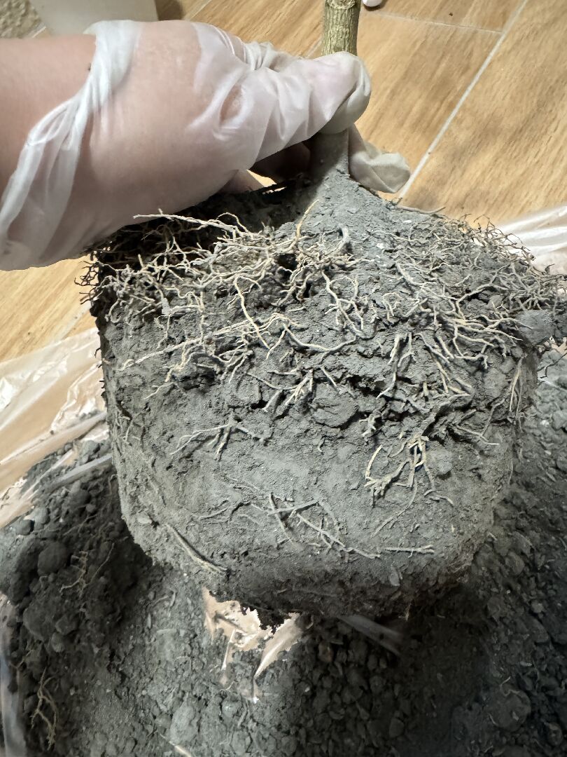 金棗盆栽澆太多水悶根，還能活嗎？