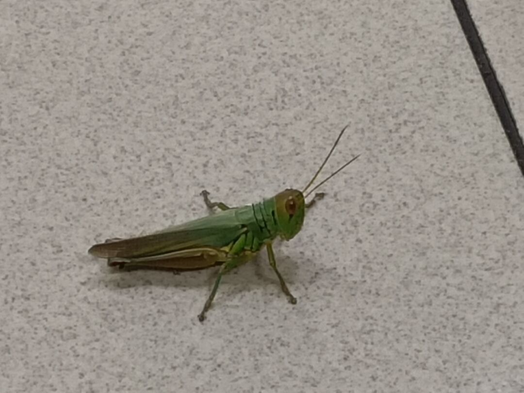 這是什麼昆蟲