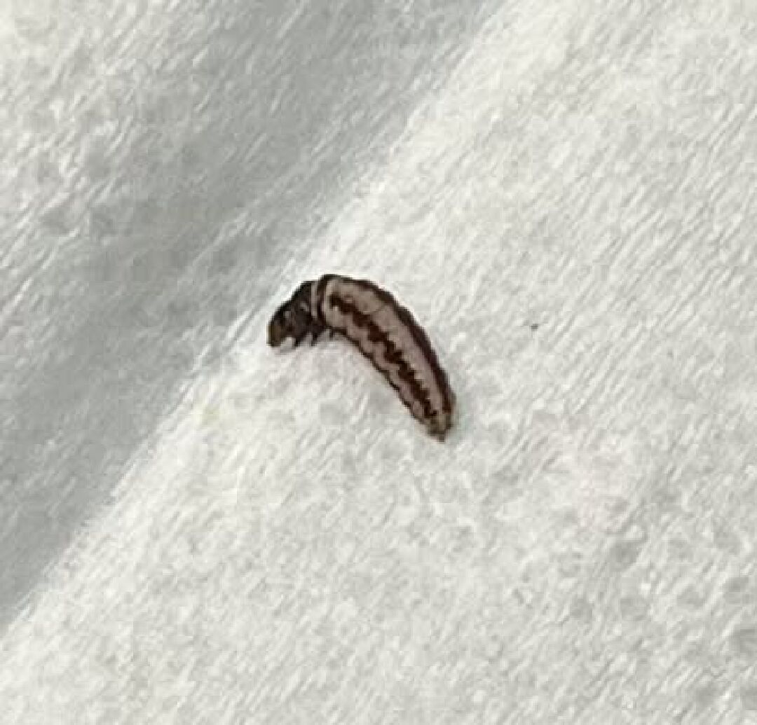 想請問這兩隻分別是什麼昆蟲