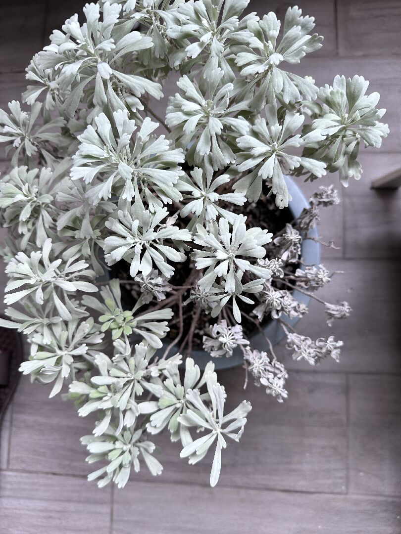 芙蓉一邊枯萎一邊正常