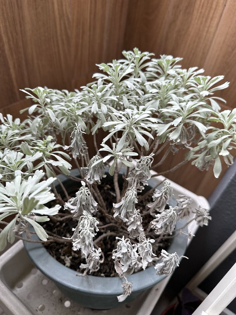 芙蓉一邊枯萎一邊正常