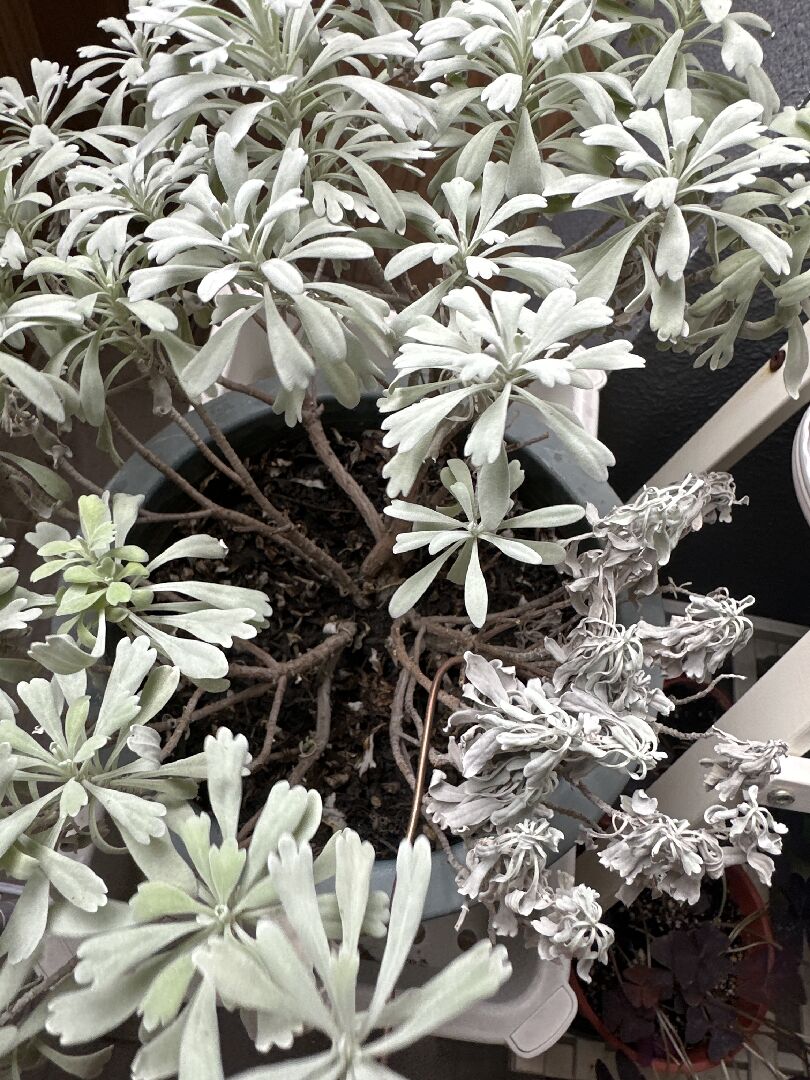 芙蓉一邊枯萎一邊正常