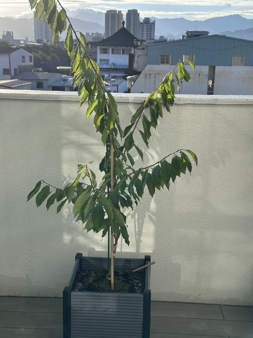 盆栽西梅藍密病害