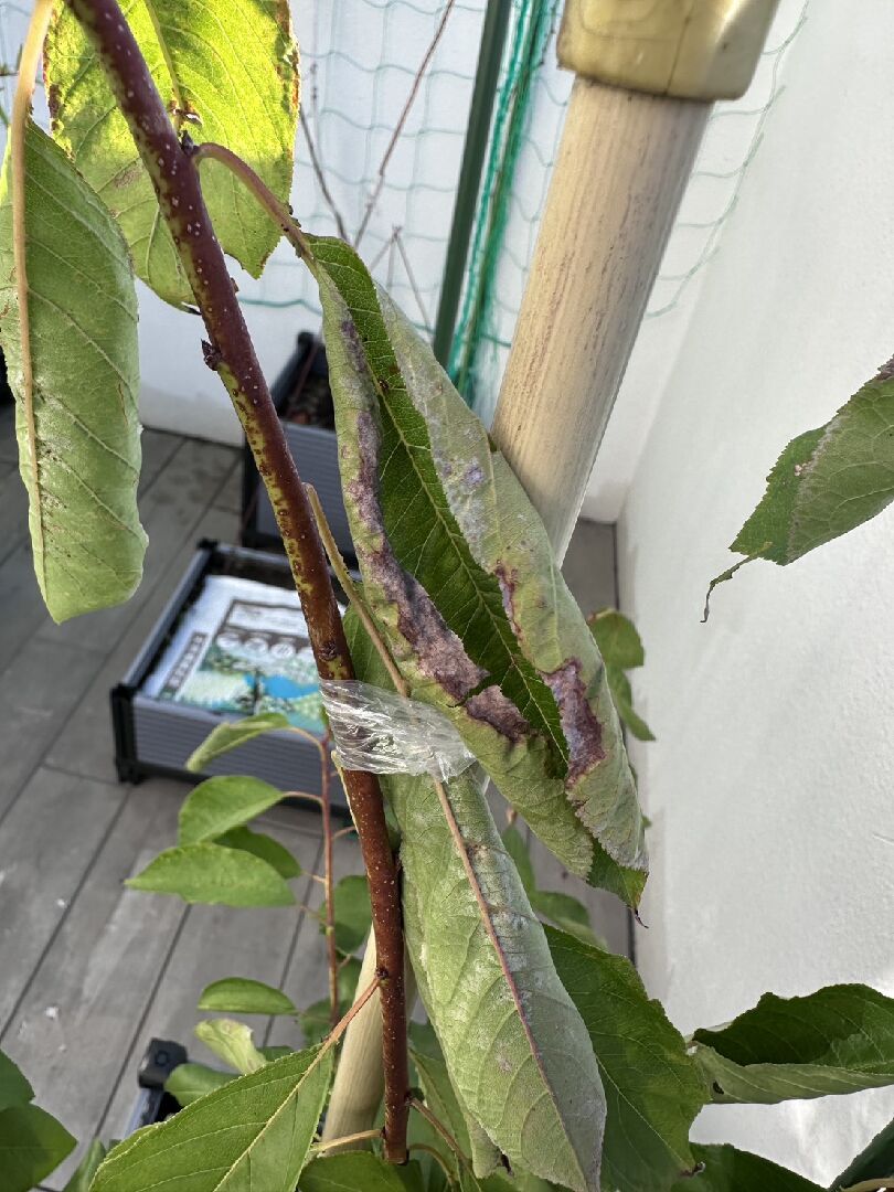 盆栽西梅藍密病害