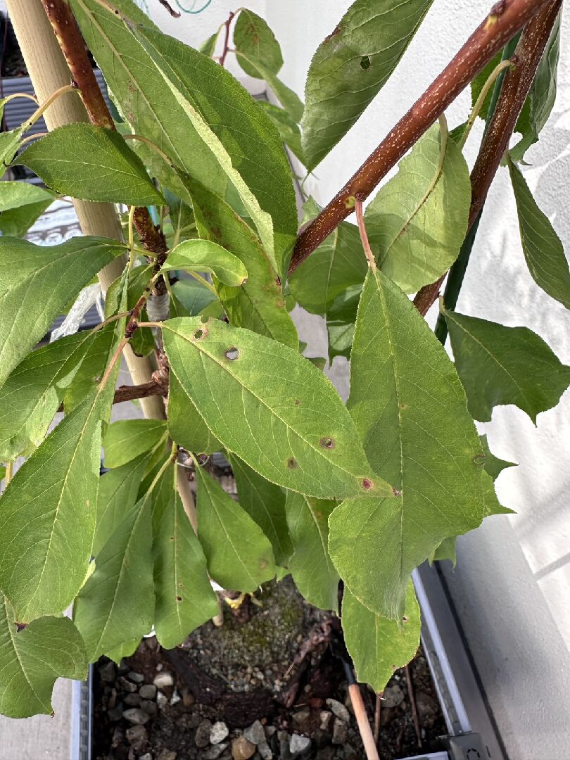 盆栽西梅藍密病害