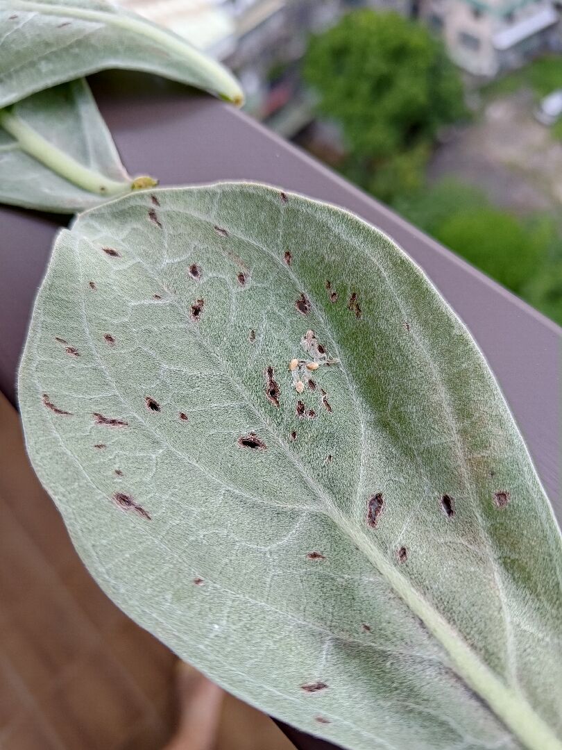 白水木葉片黑色裂點