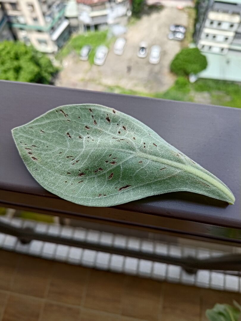 白水木葉片黑色裂點
