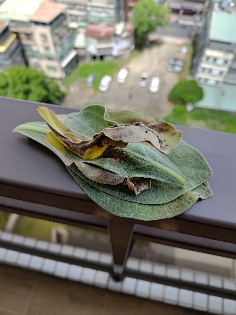 白水木葉片黑色裂點