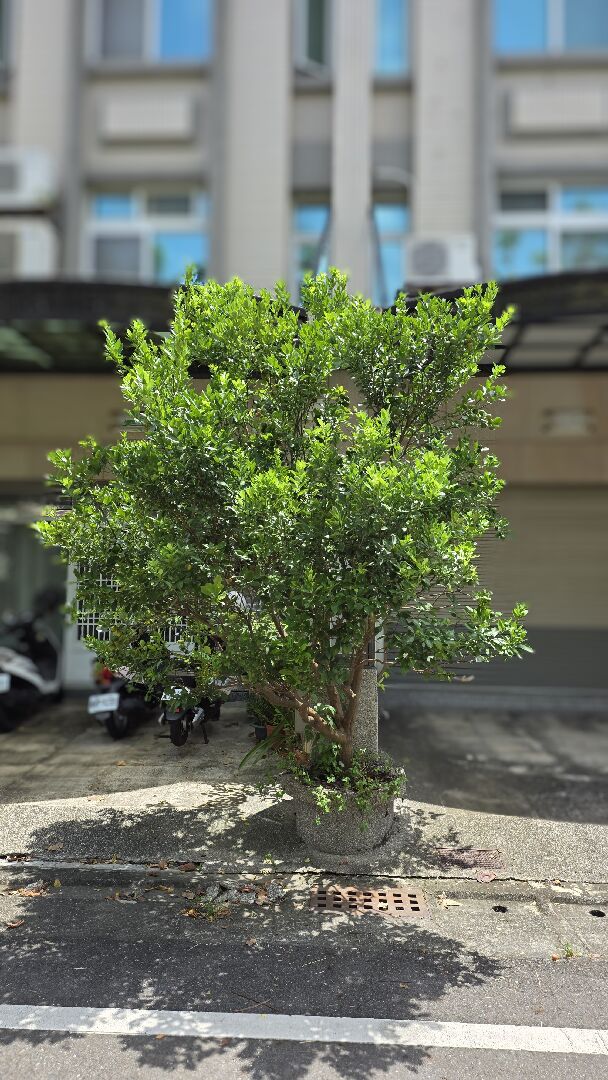 請問這顆金桔該怎麼修剪