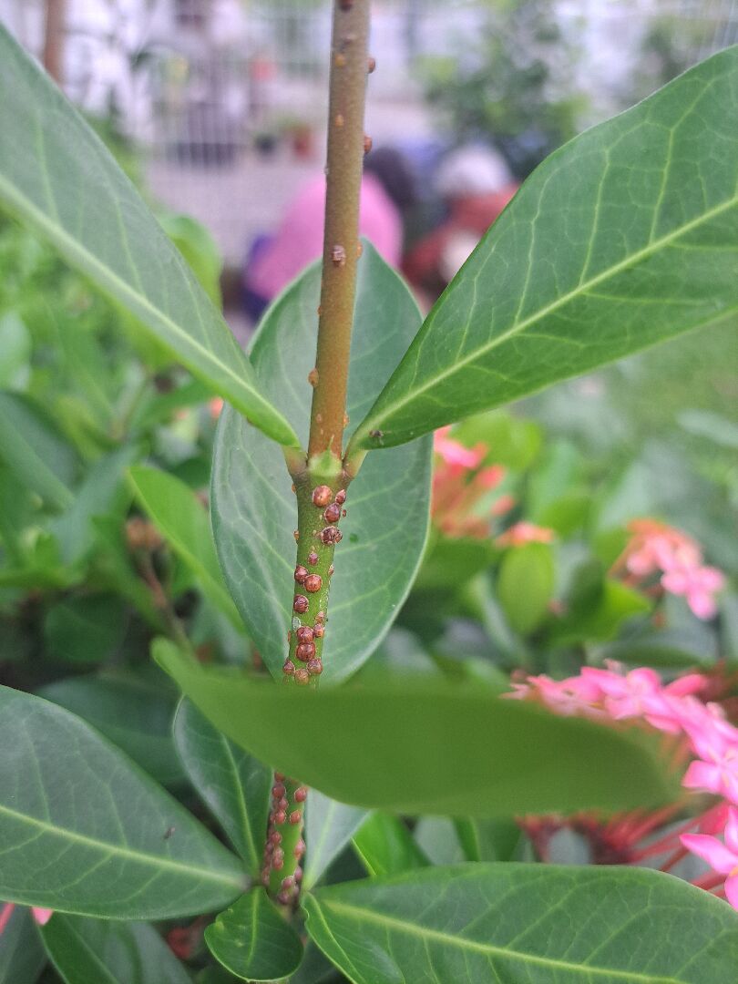 請問這是病蟲害嗎？