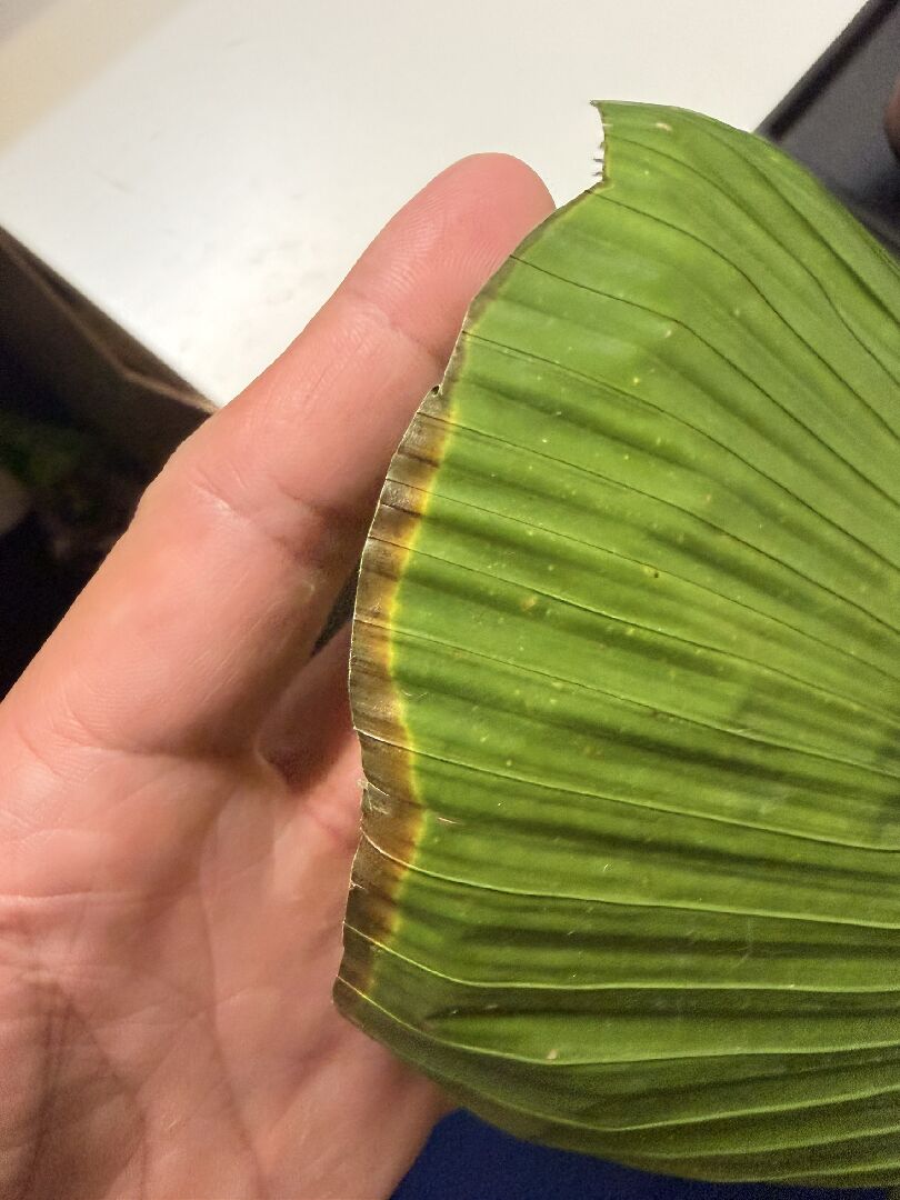 圓葉刺軸櫚黃/焦邊是怎麼回事