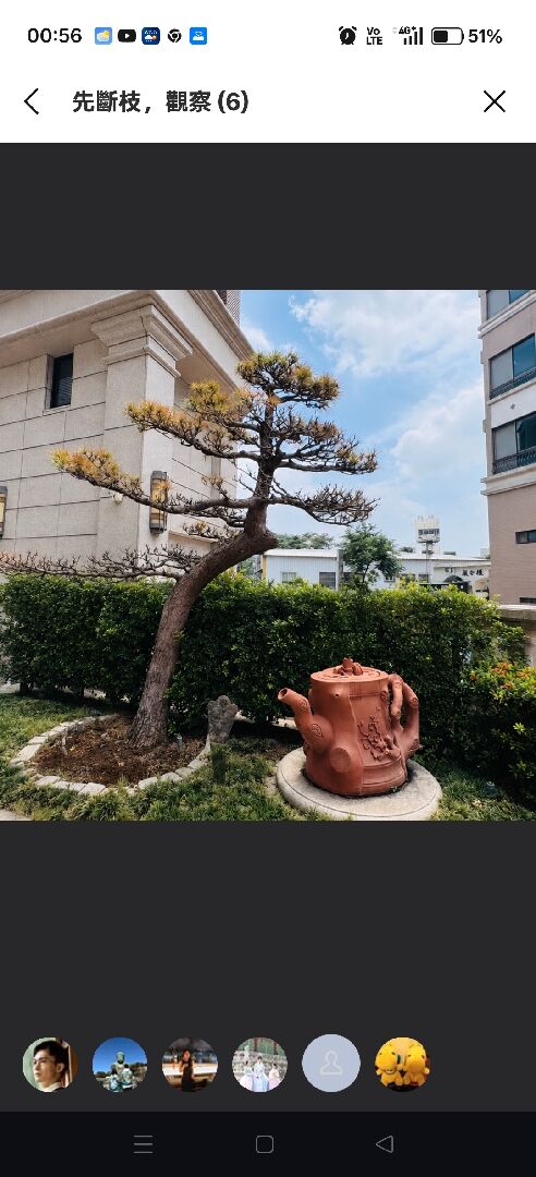 請問這黑松還有治療的機會嗎？如果可以該怎麼處理好，謝謝您