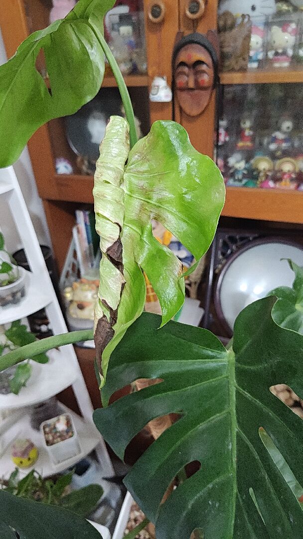植物葉片焦尖