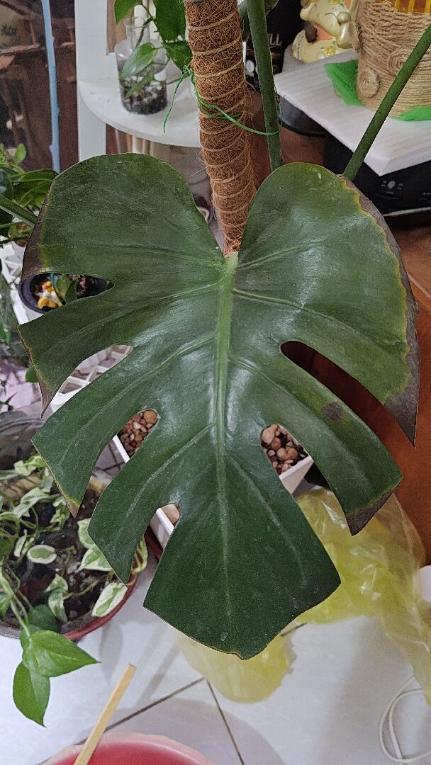 植物葉片焦尖