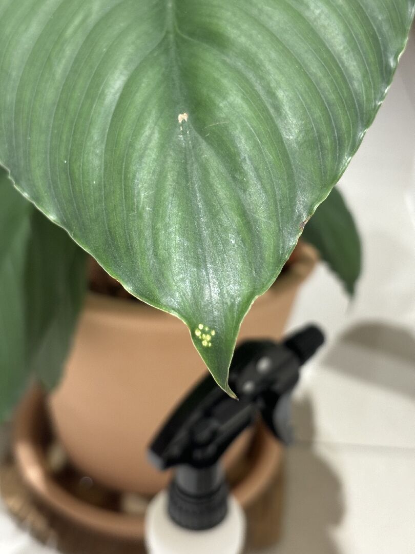 綠巨人葉片上發現不規則黃斑及黃圓形斑點