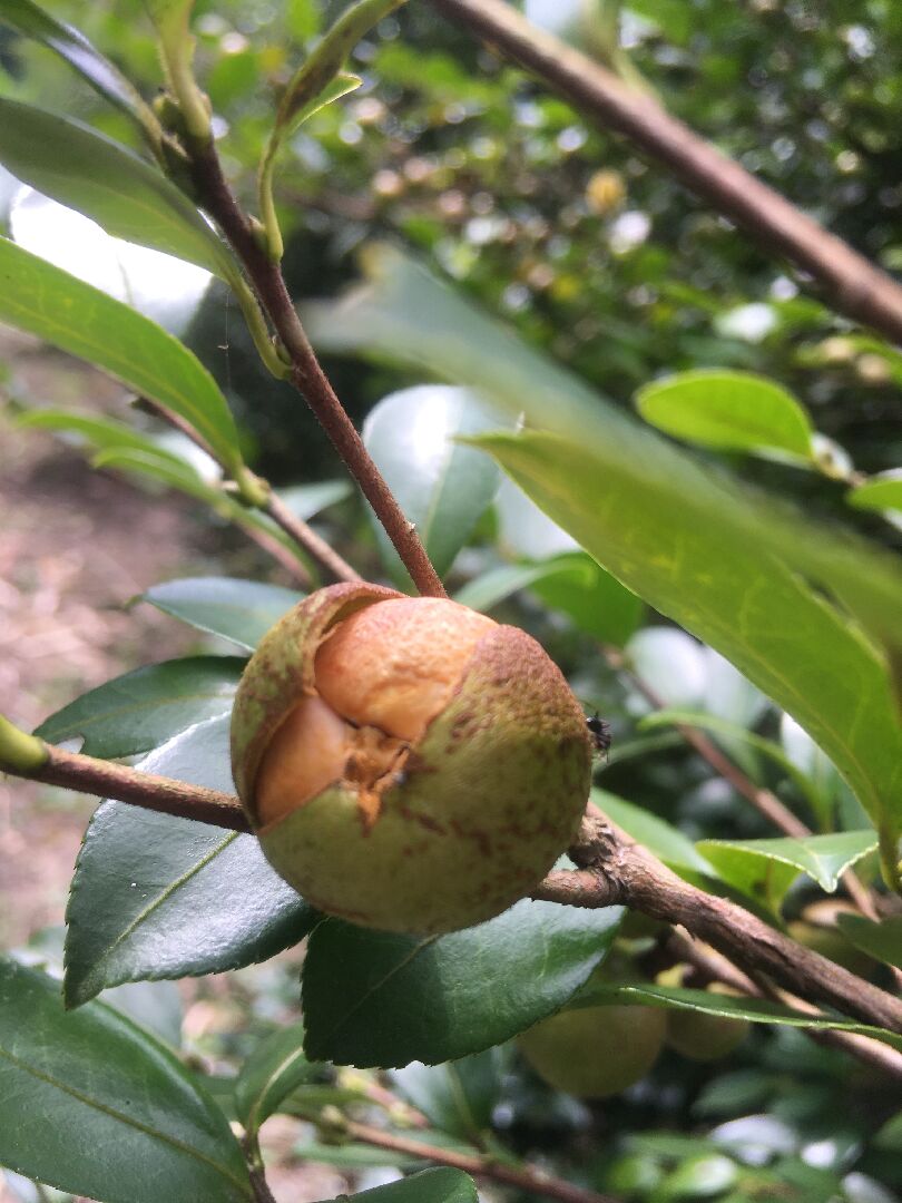 爆開的果球