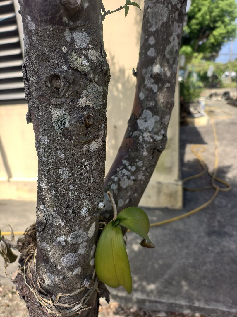 家庭院中所有植物都生出白點，上來請教各位是否生病