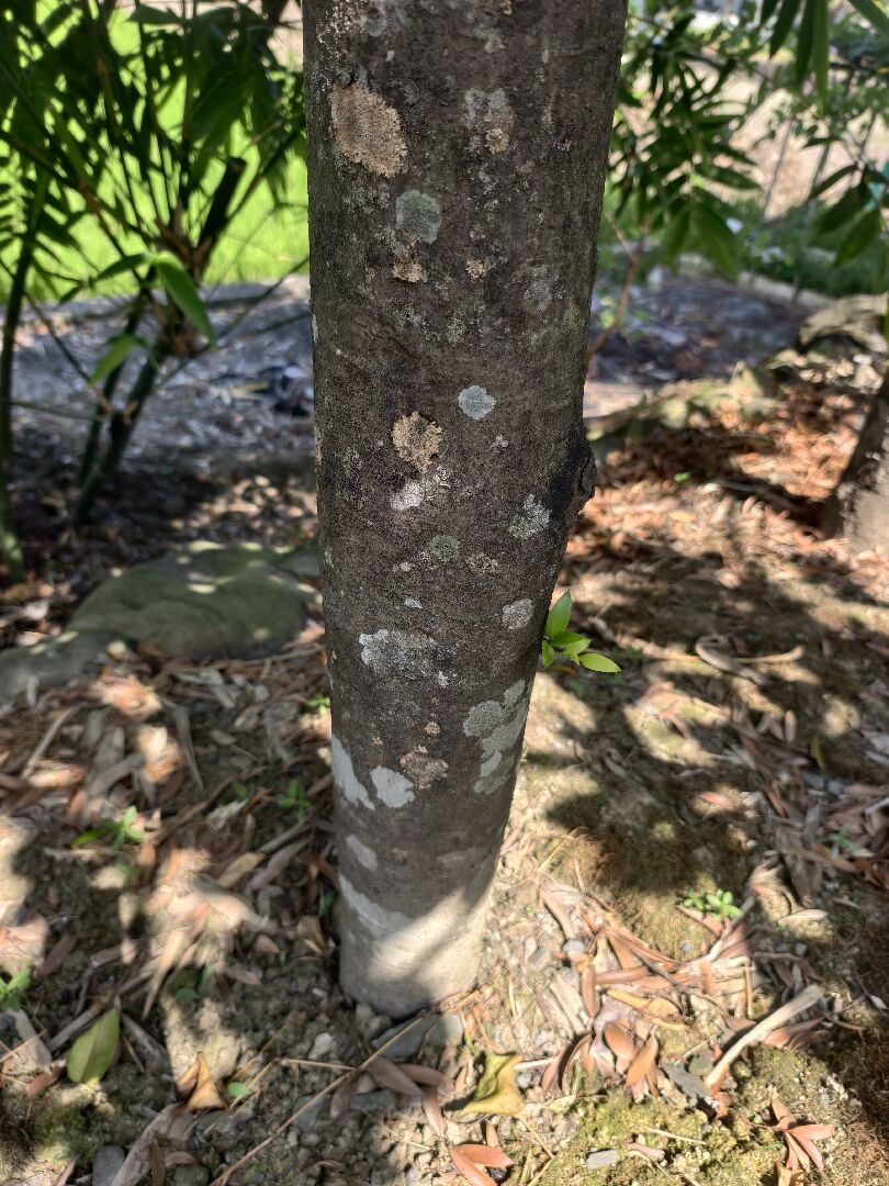 家庭院中所有植物都生出白點，上來請教各位是否生病