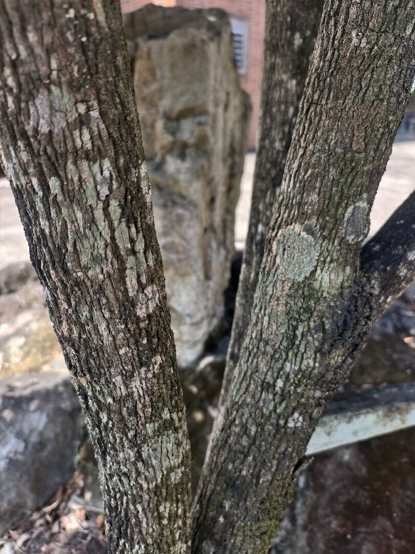 家庭院中所有植物都生出白點，上來請教各位是否生病