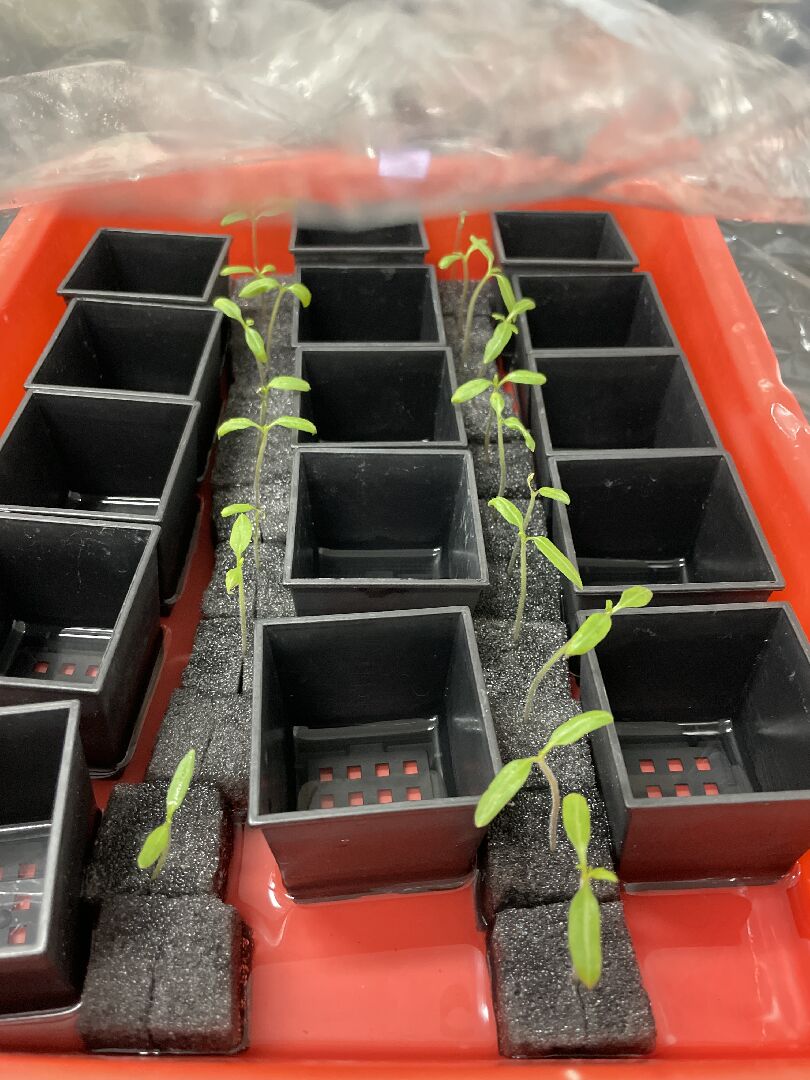水耕蕃茄苗葉部皺縮 如何養好苗