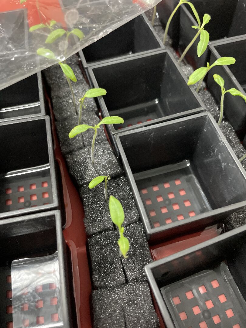 水耕蕃茄苗葉部皺縮 如何養好苗