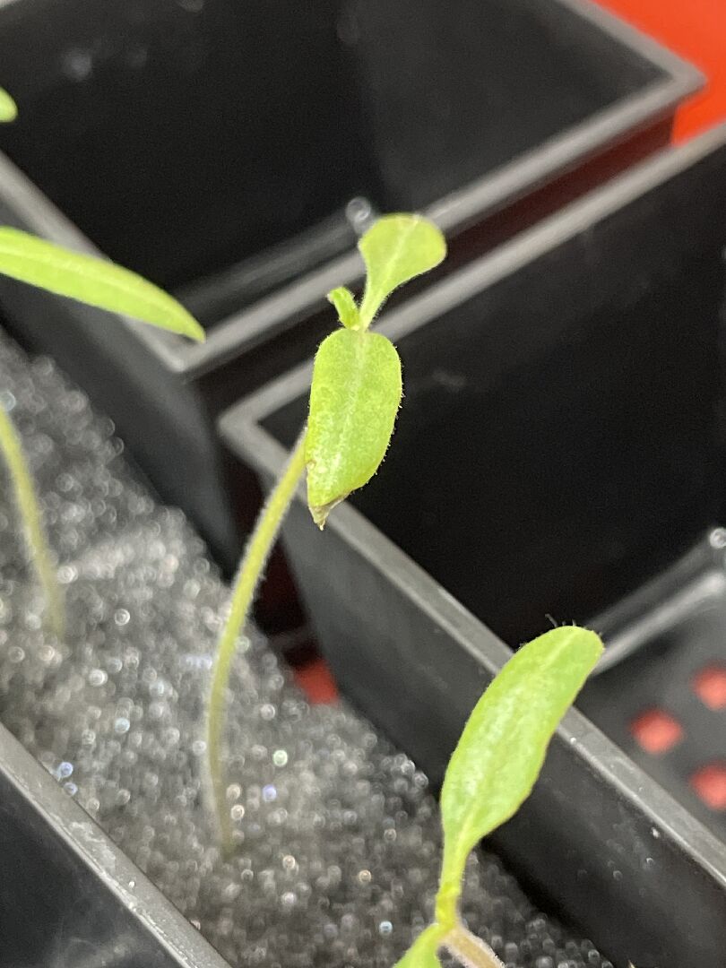 水耕蕃茄苗葉部皺縮 如何養好苗