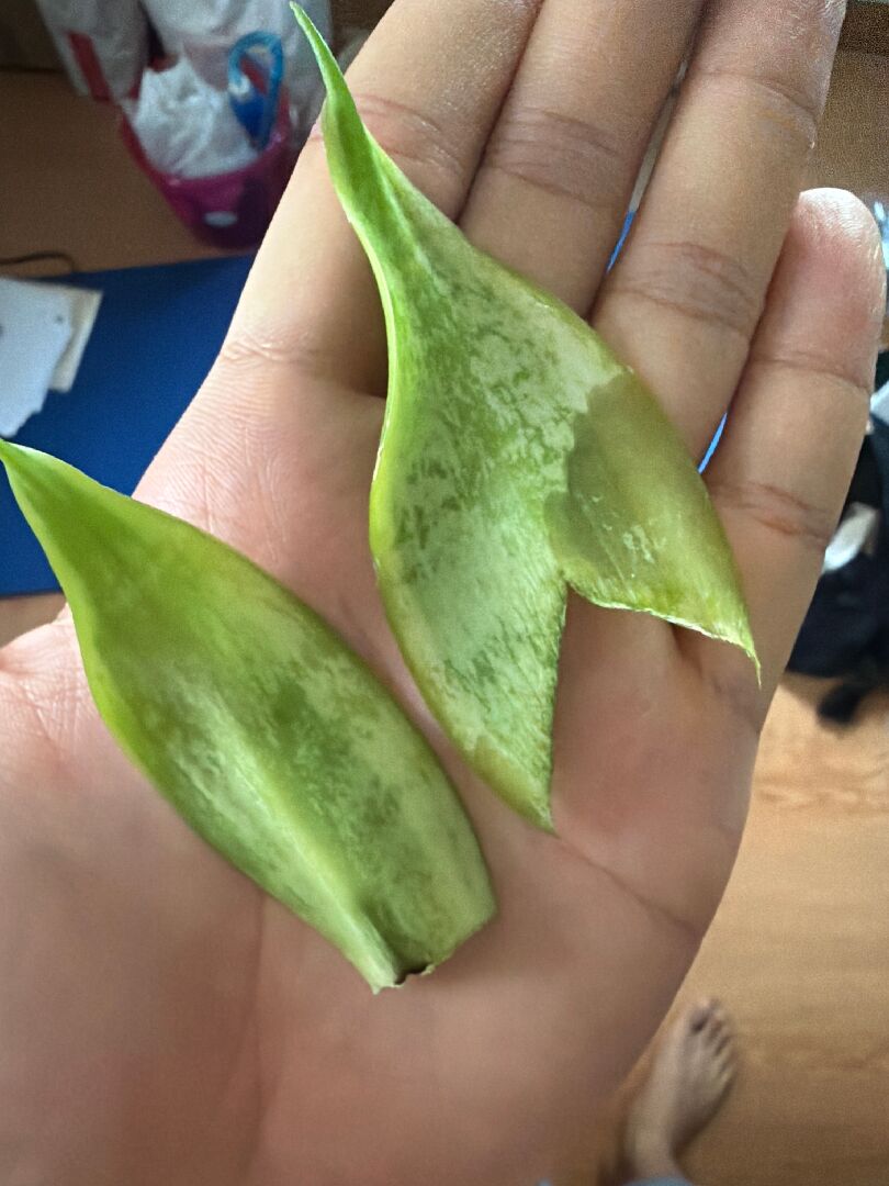 請問虎尾蘭葉片濕濕的