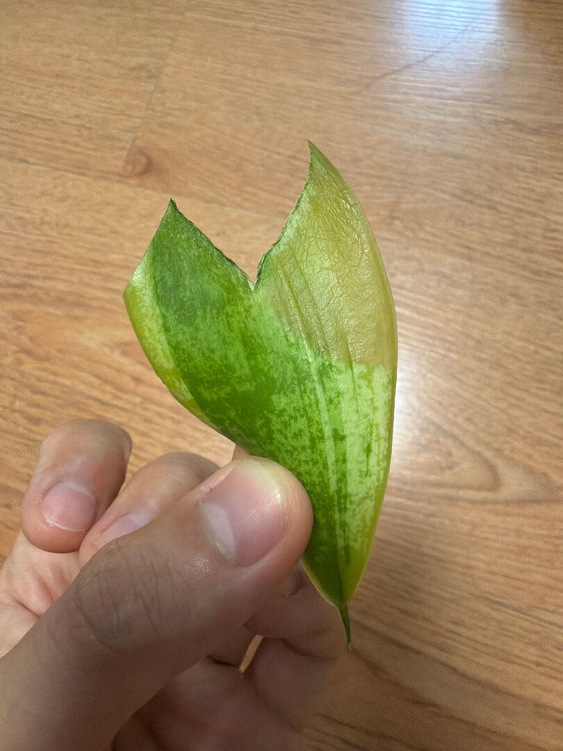 請問虎尾蘭葉片濕濕的