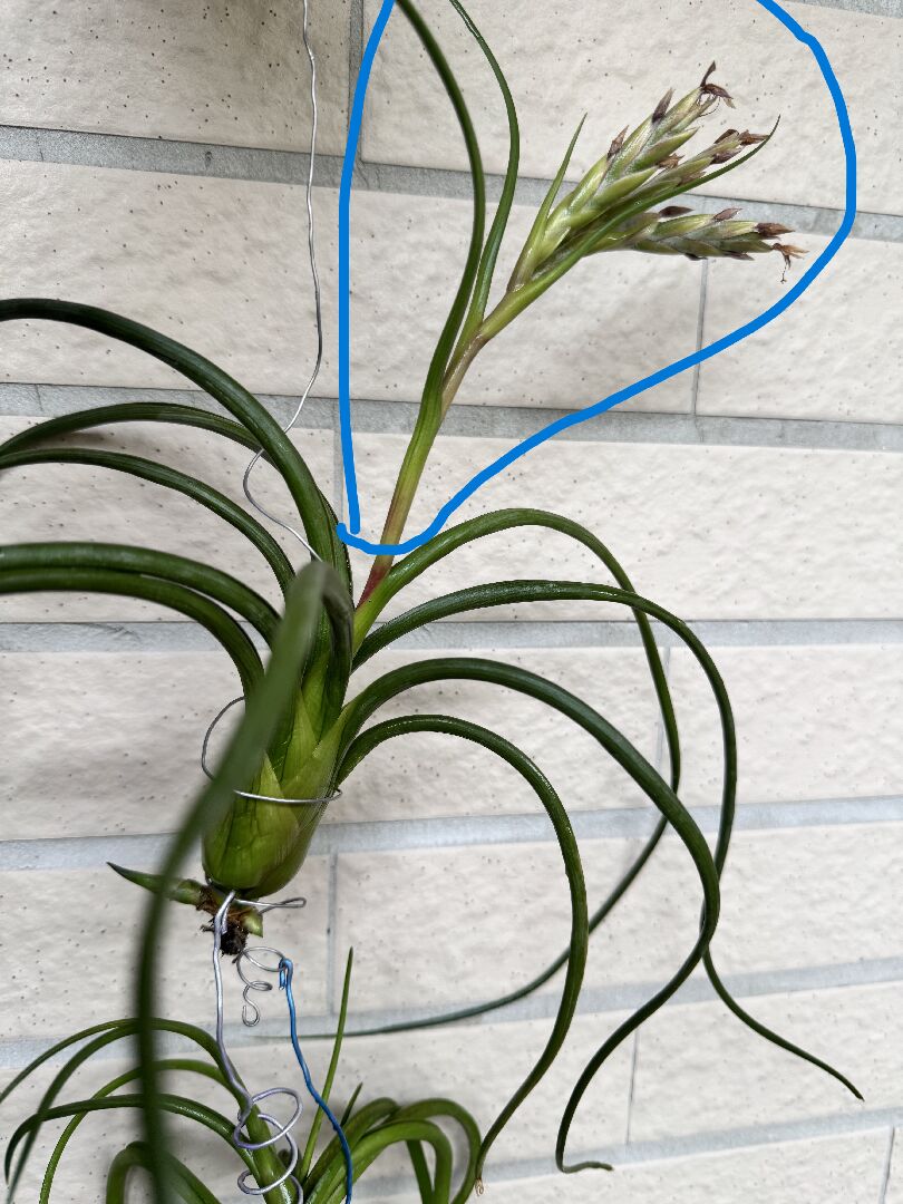 空氣鳯梨開花完如何處理?