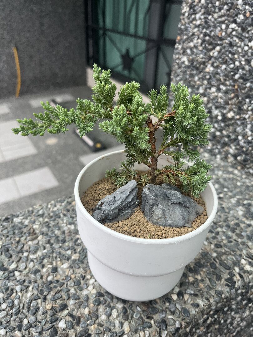 珍珠柏