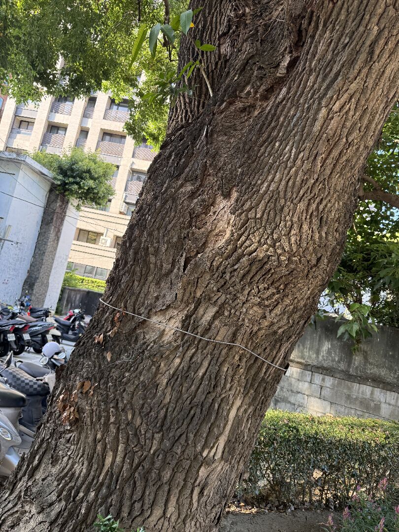 樟樹是不是生病了