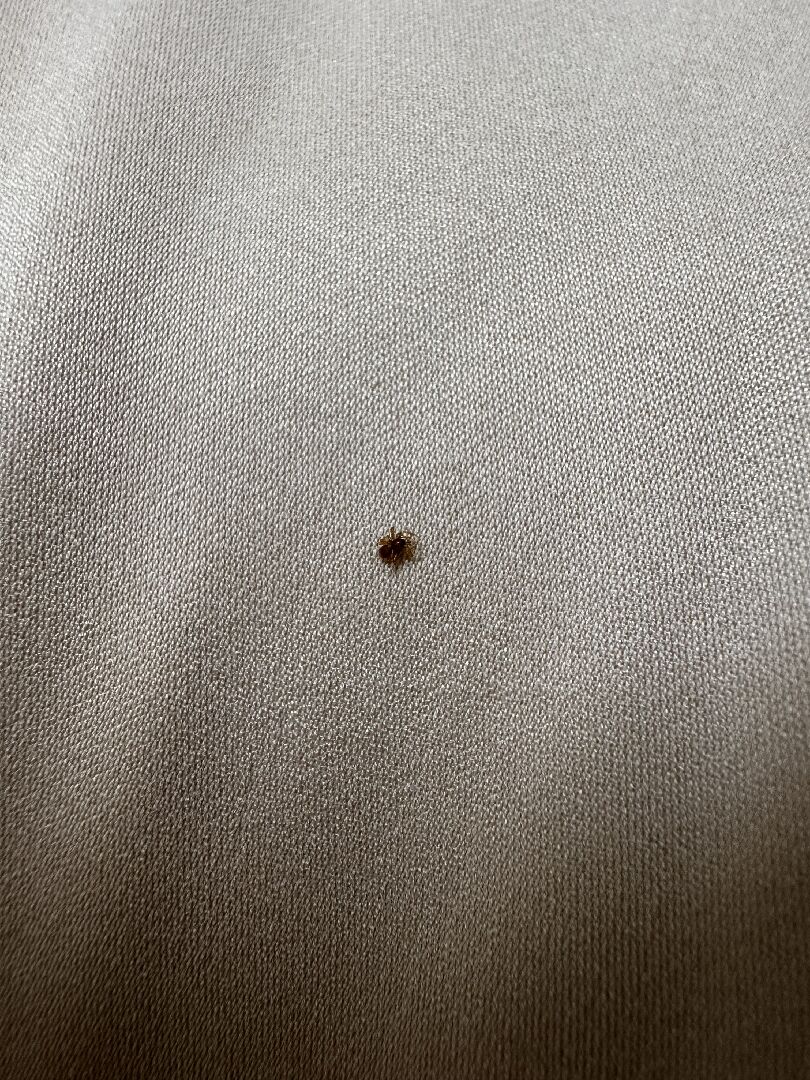 家中有不知名昆蟲