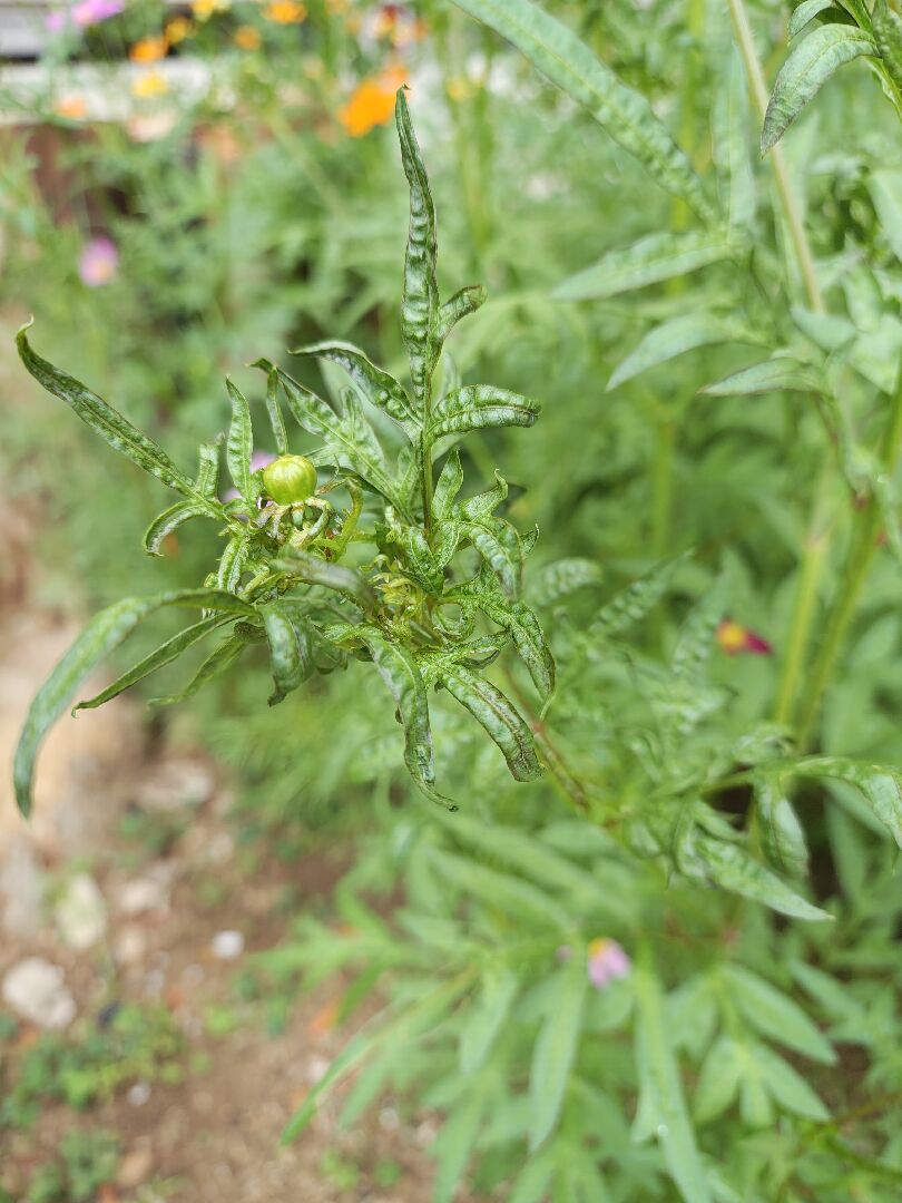 波斯菊葉子乾萎
