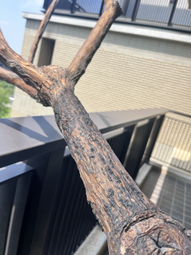 雞蛋花枝幹黑點，摸起來水份很多， 是否可以救活