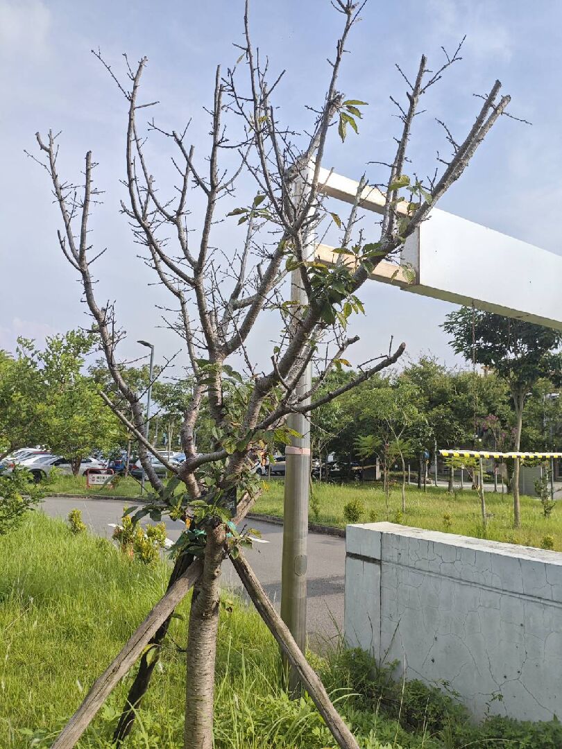 櫻花