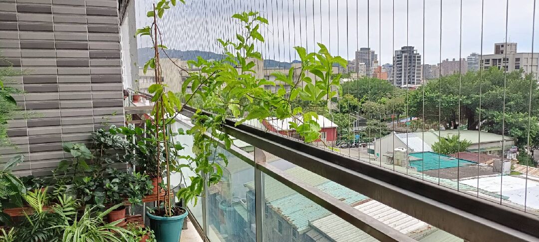 百香果盆栽不結果要怎麼改善