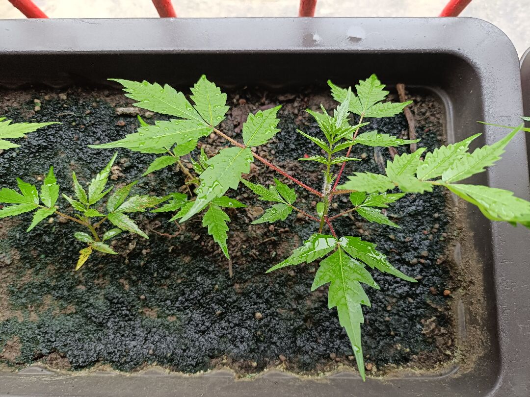 此顆植物名稱？