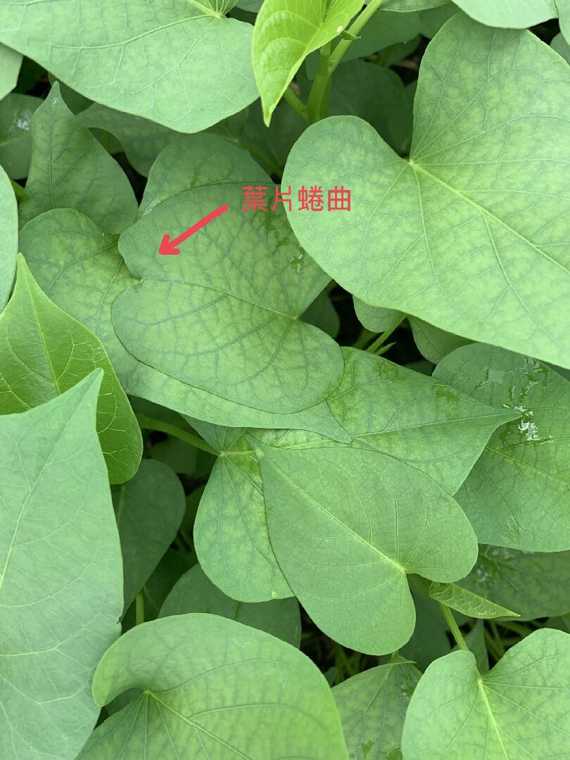 地瓜葉葉面有怪紋路