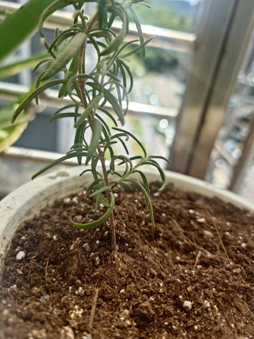 最近迷迭香的莖怪怪的