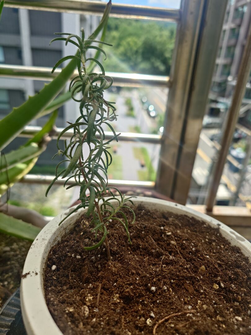 最近迷迭香的莖怪怪的