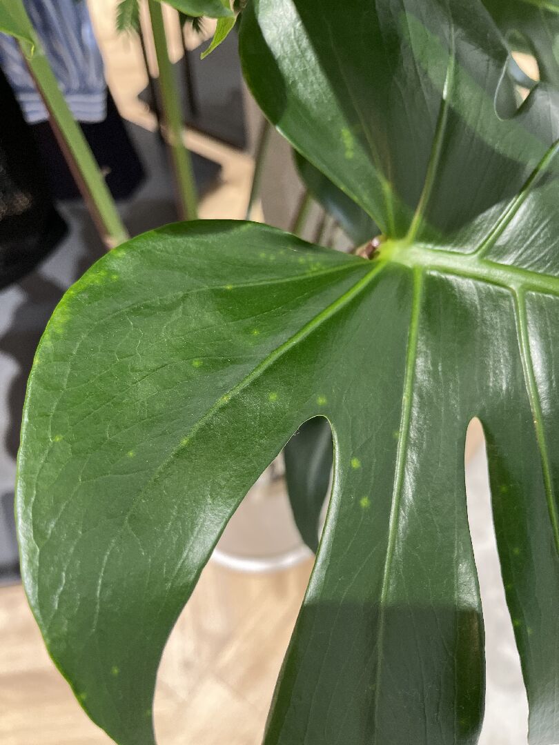 龜背芋背面葉面有班點黑色粉狀