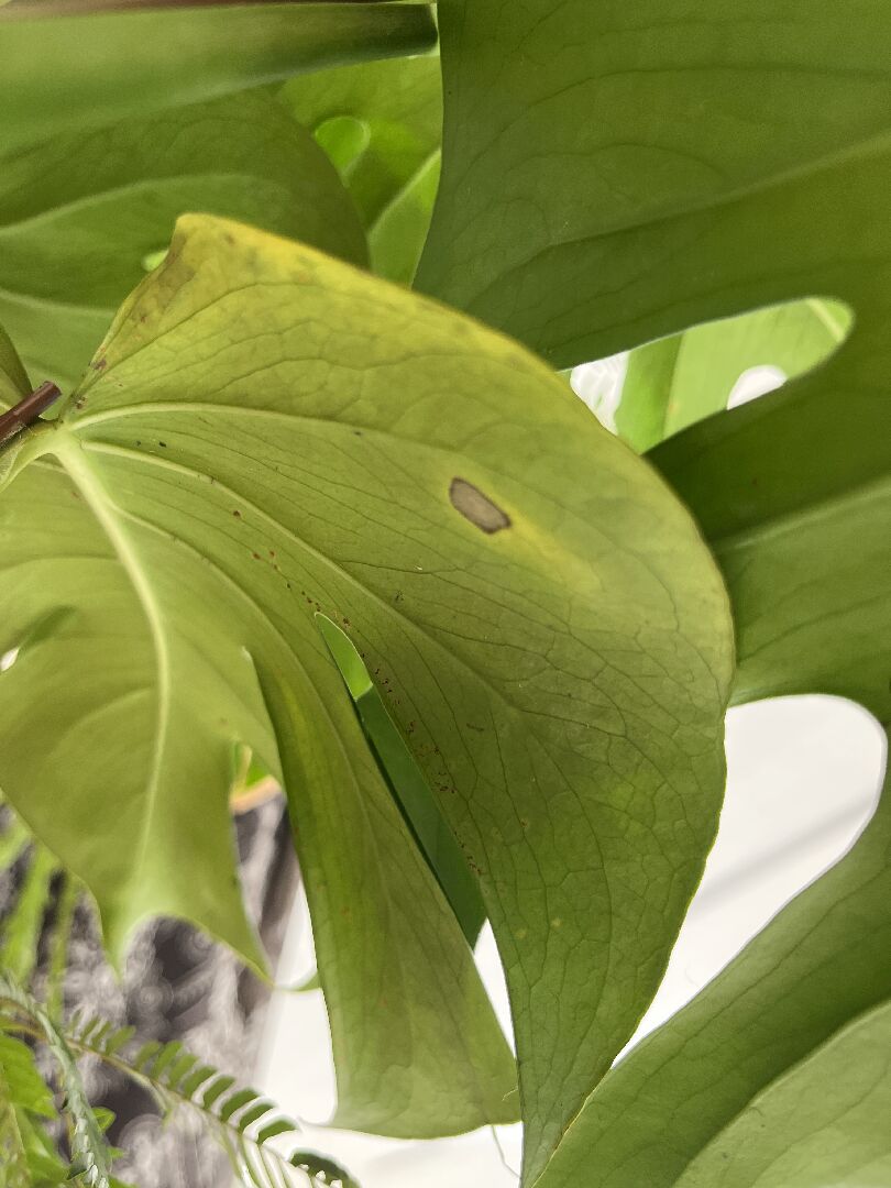 龜背芋背面葉面有班點黑色粉狀