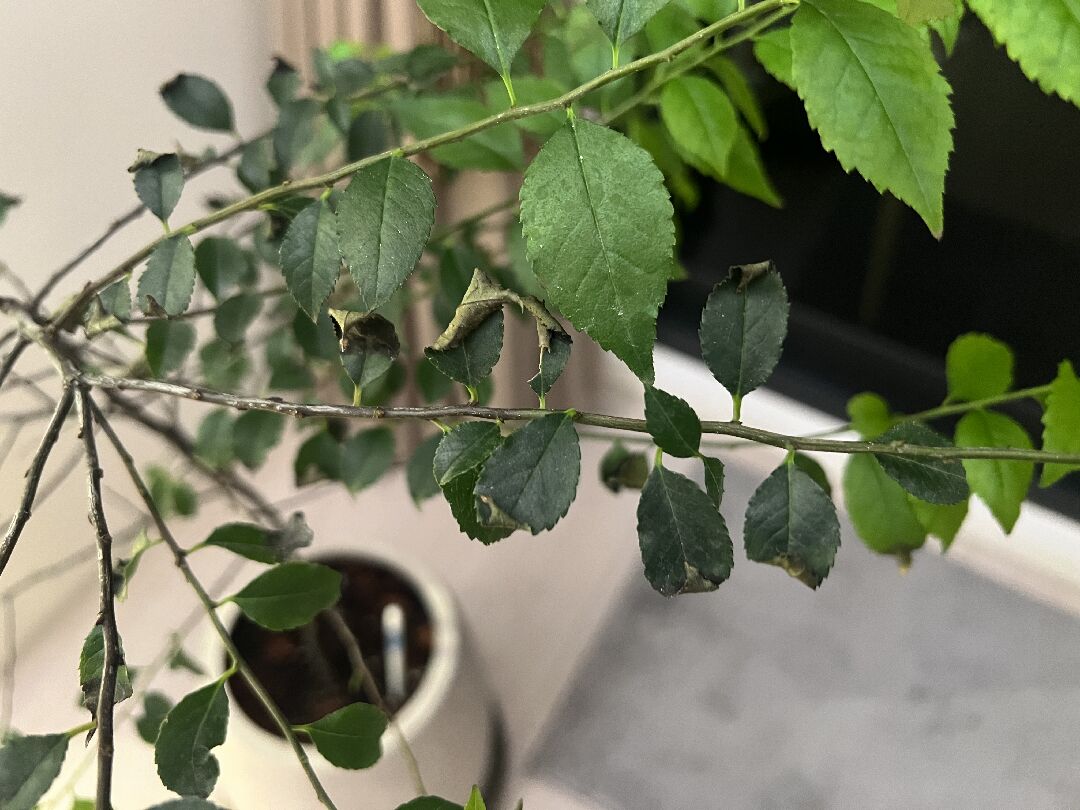 燈秤樹葉發黑掉葉