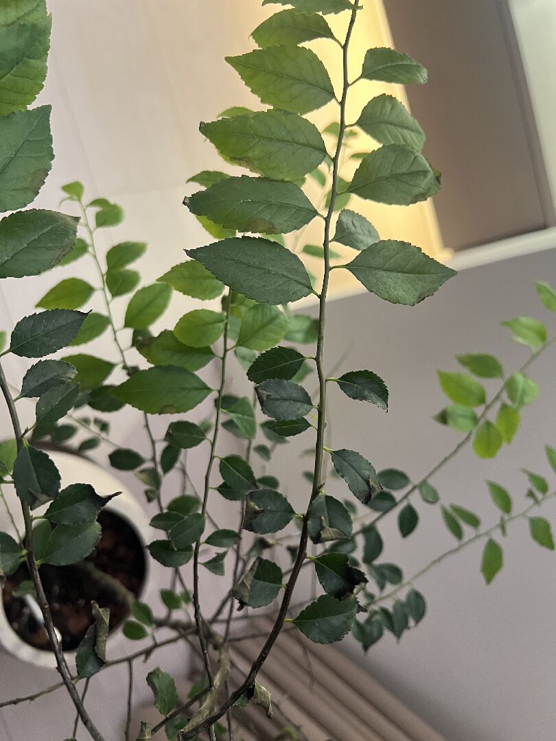 燈秤樹葉發黑掉葉