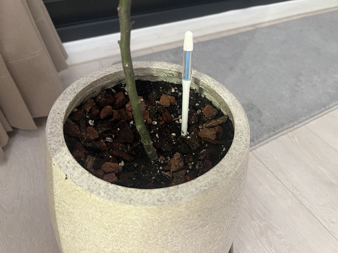 燈秤樹葉發黑掉葉